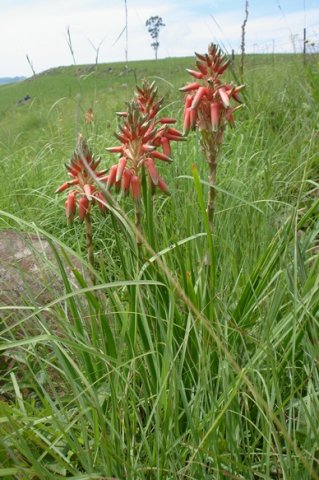 Aloe cooperi flowers